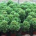 老桩多肉植物法师荷兰圆叶玫瑰手捧花型尺寸大花型周正