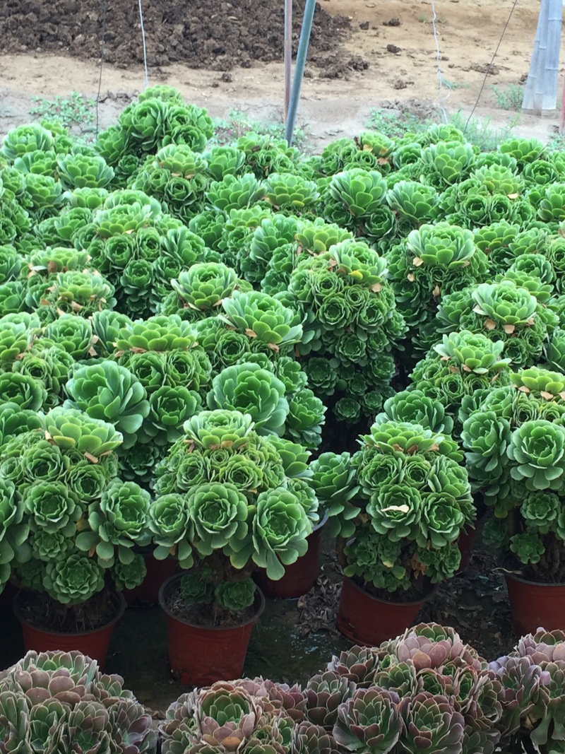 老桩多肉植物法师荷兰圆叶玫瑰手捧花型尺寸大花型周正