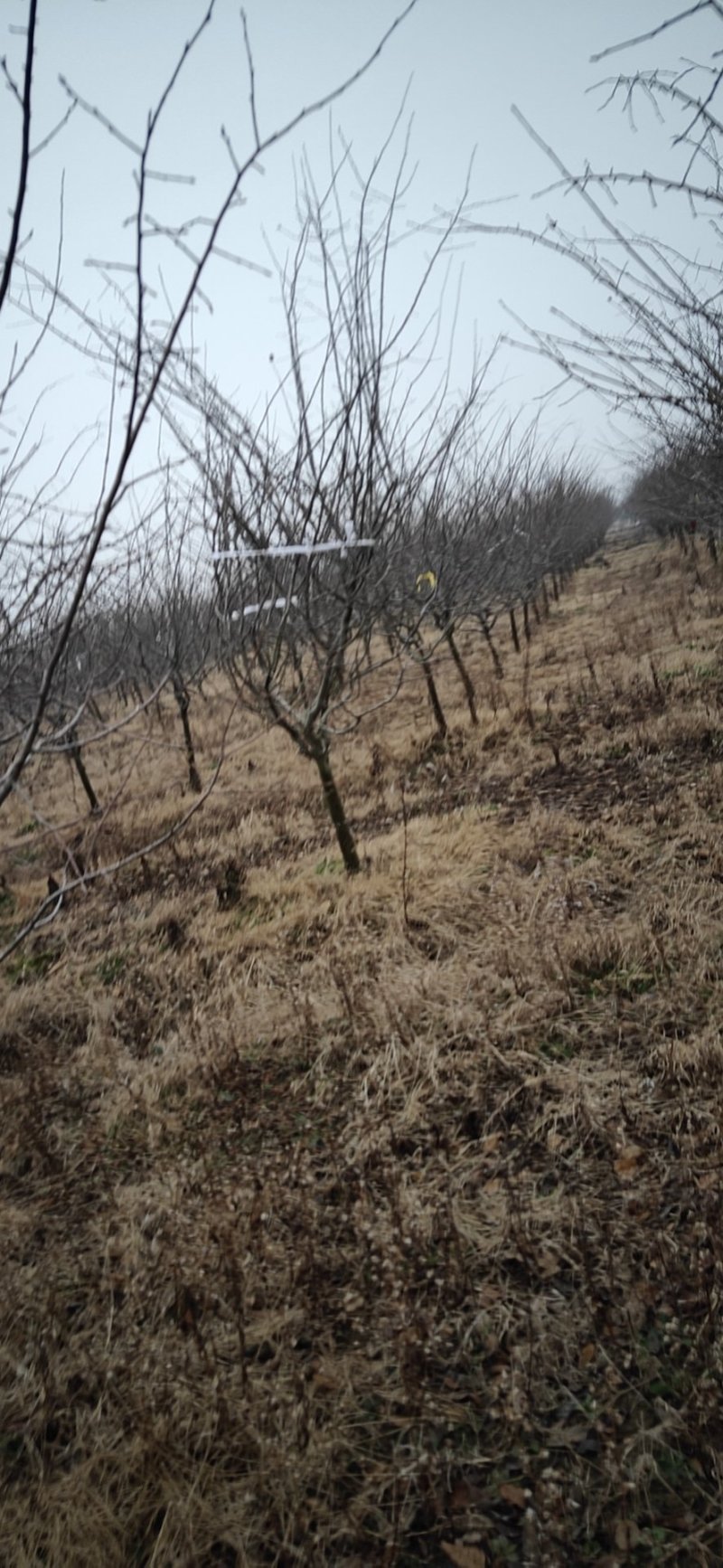 垂丝海棠基地直发量大从优欢迎来电咨询