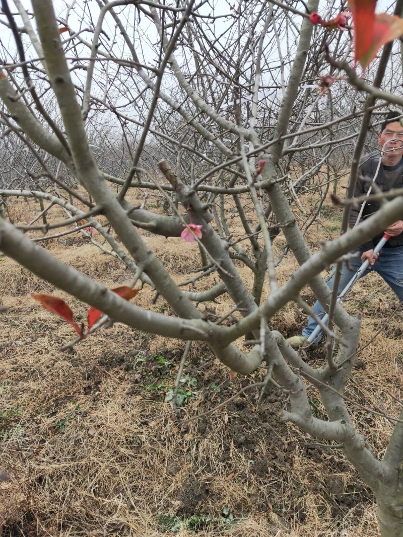 垂丝海棠基地直发量大从优欢迎来电咨询