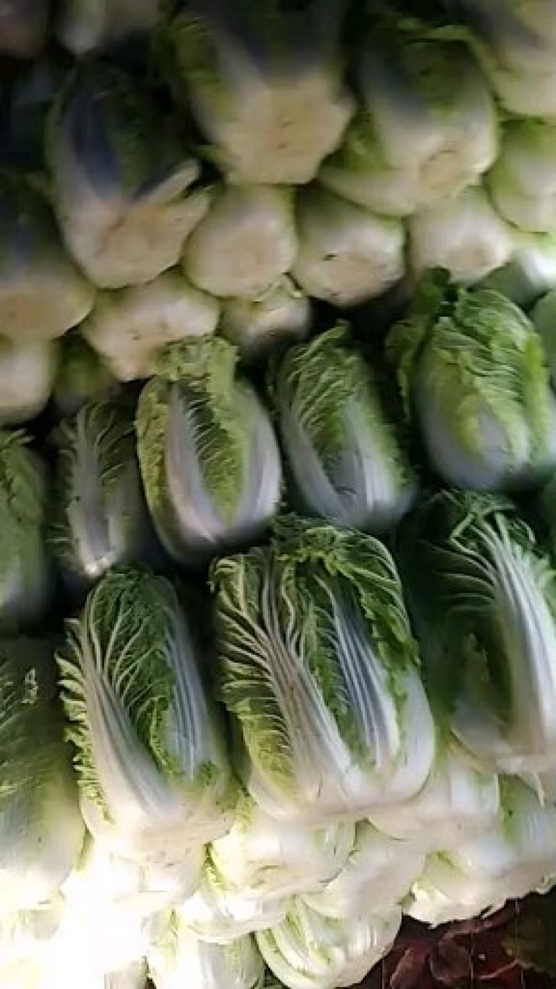 大白菜产地直销，春季黄心白菜，4至6斤无虫害斑斑点点