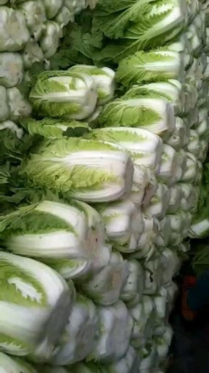 大白菜产地直销，春季黄心白菜，4至6斤无虫害斑斑点点