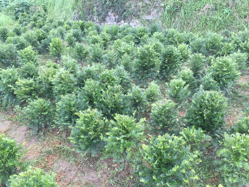 红豆杉球红豆杉球红豆杉球红豆杉球红豆杉精品球