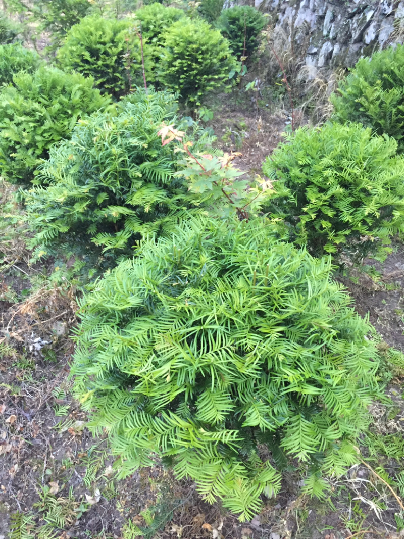 红豆杉球红豆杉球红豆杉球红豆杉球红豆杉精品球