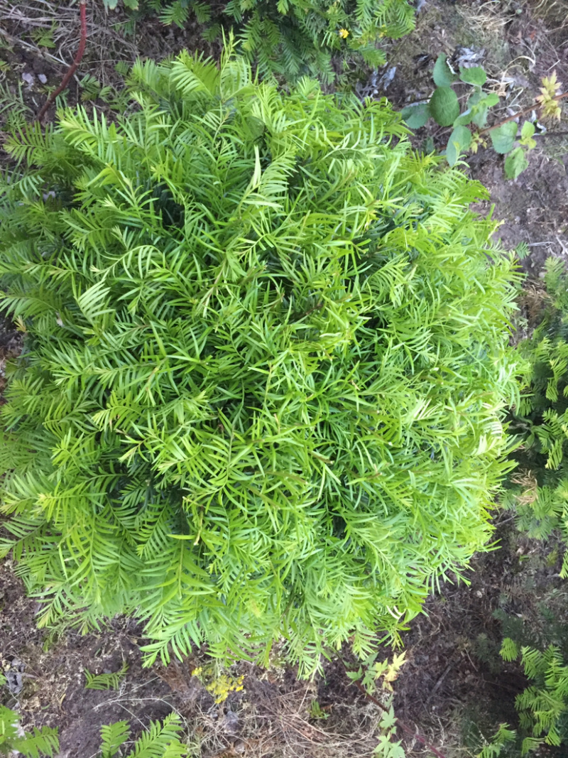 红豆杉球红豆杉球红豆杉球红豆杉球红豆杉精品球