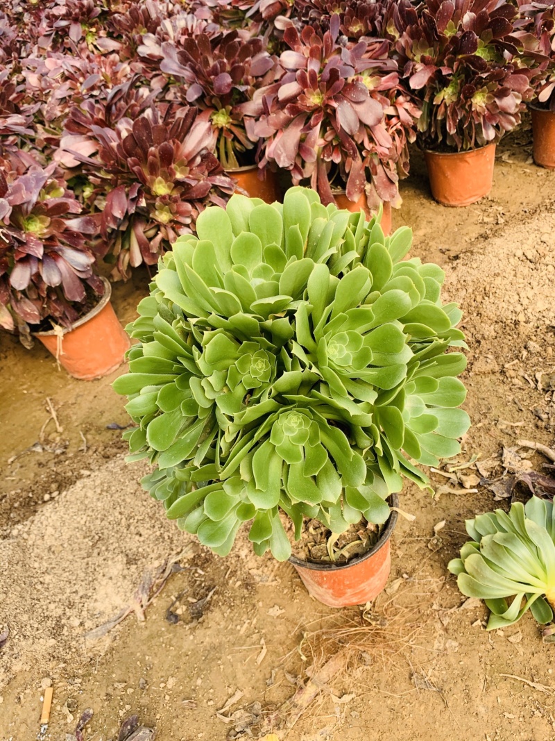 老桩多肉植物法师绿羊绒花型周正手捧花型低价出货！