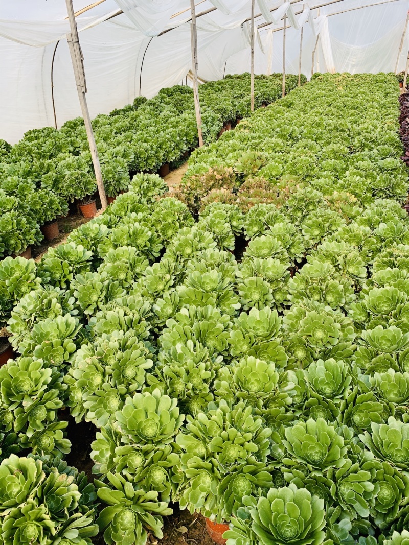 老桩多肉植物法师绿羊绒花型周正手捧花型低价出货！