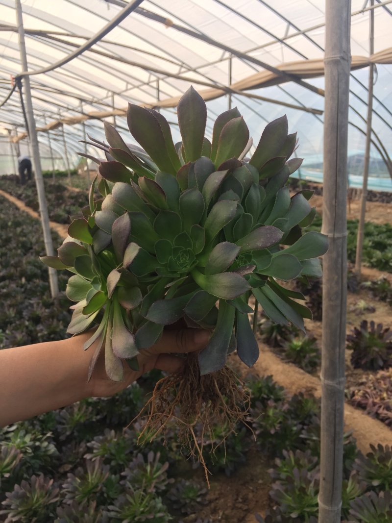老桩多肉植物法师绿羊绒花型周正手捧花型低价出货！