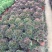 老桩多肉植物法师绿羊绒花型周正手捧花型低价出货！