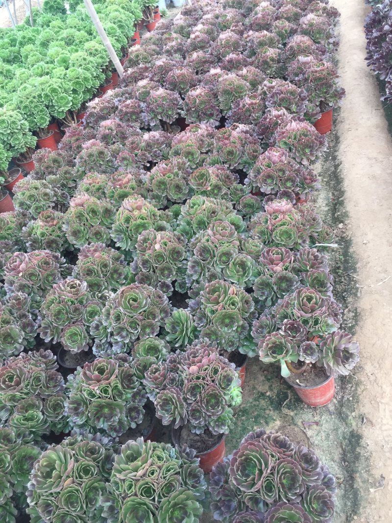 老桩多肉植物法师绿羊绒花型周正手捧花型低价出货！