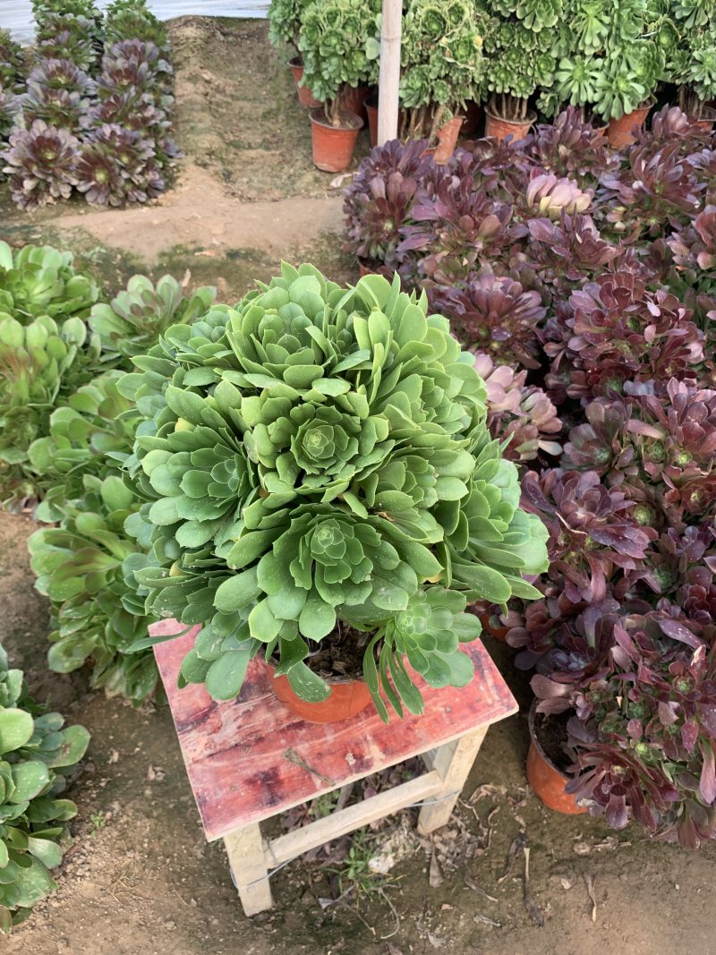 老桩多肉植物法师绿羊绒花型周正手捧花型低价出货！