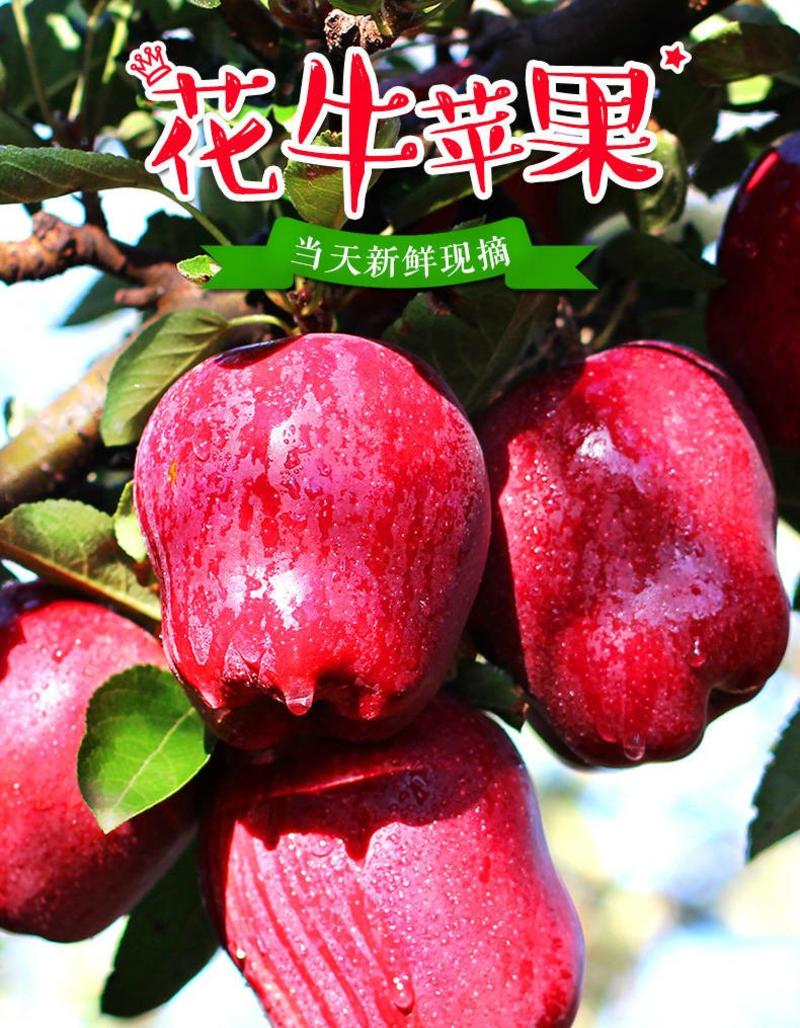 甘肃天水原产地花牛苹果一件代发10斤/5斤/3斤