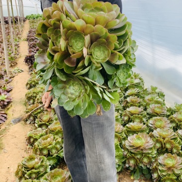 多肉植物法师万圣节可以视频看货花型周正都为手捧花状
