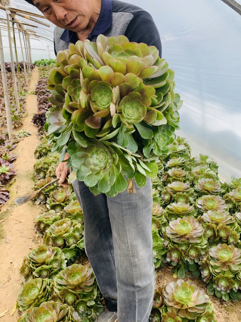 多肉植物法师万圣节可以视频看货花型周正都为手捧花状