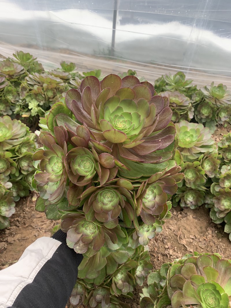 多肉植物法师万圣节可以视频看货花型周正都为手捧花状