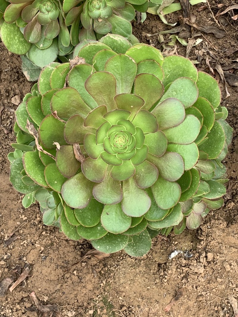 多肉植物法师万圣节可以视频看货花型周正都为手捧花状