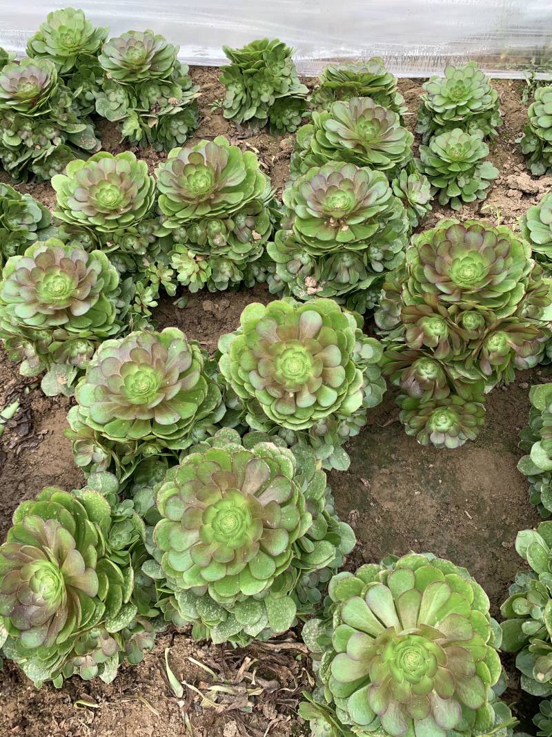 多肉植物法师万圣节可以视频看货花型周正都为手捧花状