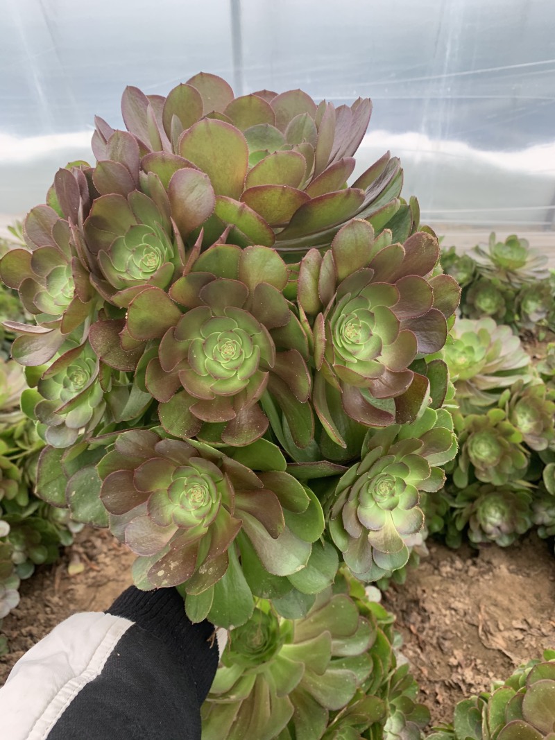 多肉植物法师万圣节可以视频看货花型周正都为手捧花状