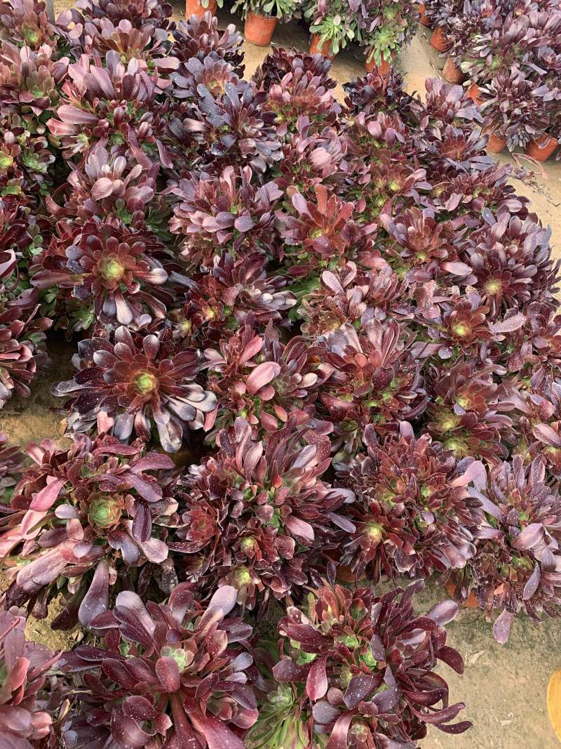 多肉植物法师万圣节可以视频看货花型周正都为手捧花状