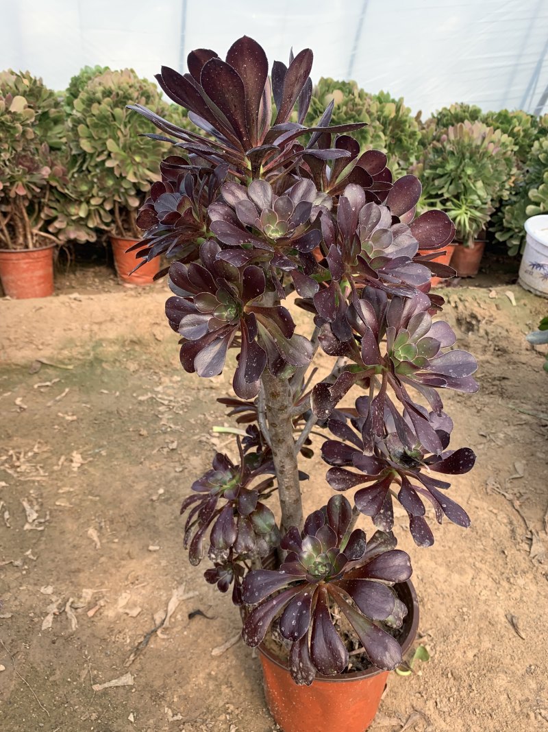 多肉植物法师万圣节可以视频看货花型周正都为手捧花状