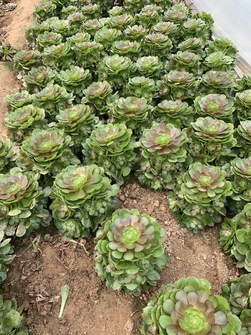 多肉植物法师万圣节可以视频看货花型周正都为手捧花状