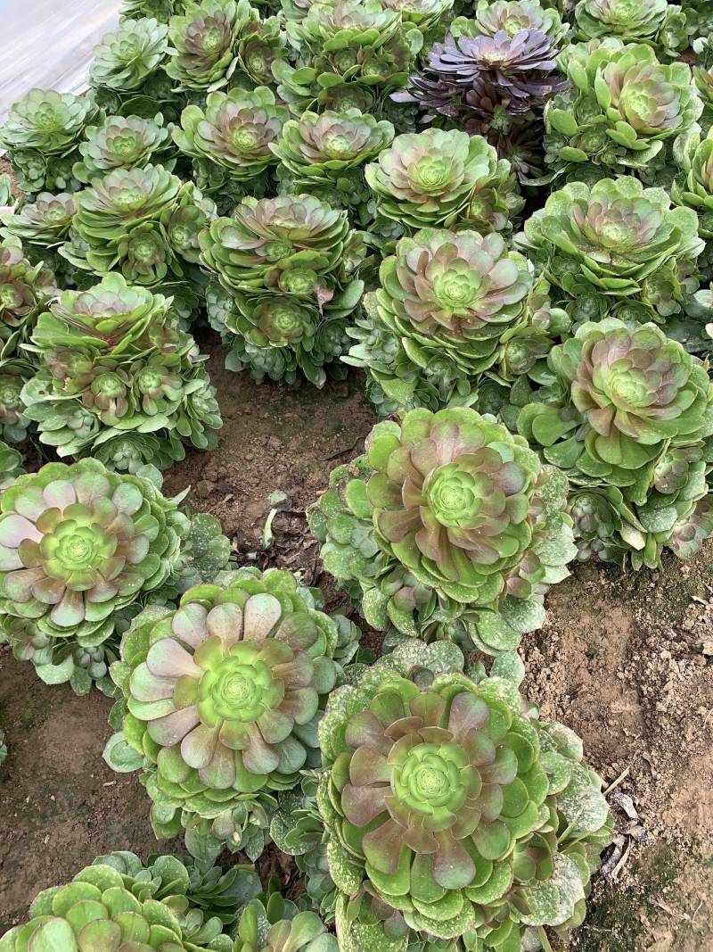 多肉植物法师万圣节可以视频看货花型周正都为手捧花状