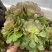 多肉植物法师万圣节可以视频看货花型周正都为手捧花状