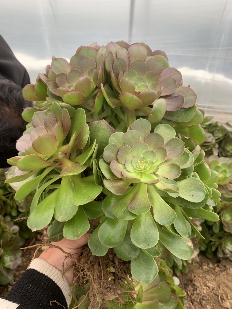 多肉植物法师万圣节可以视频看货花型周正都为手捧花状