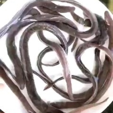 白鳝鱼苗，鳗鱼苗，优质苗种，包技术售后服务