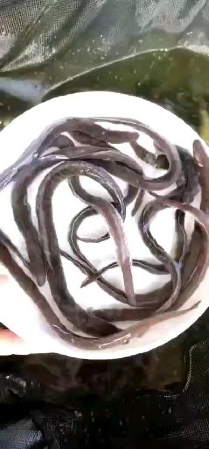白鳝鱼苗，鳗鱼苗，优质苗种，包技术售后服务