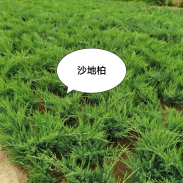 供应2020-3-20号，沙地柏40-60公分2个条以上