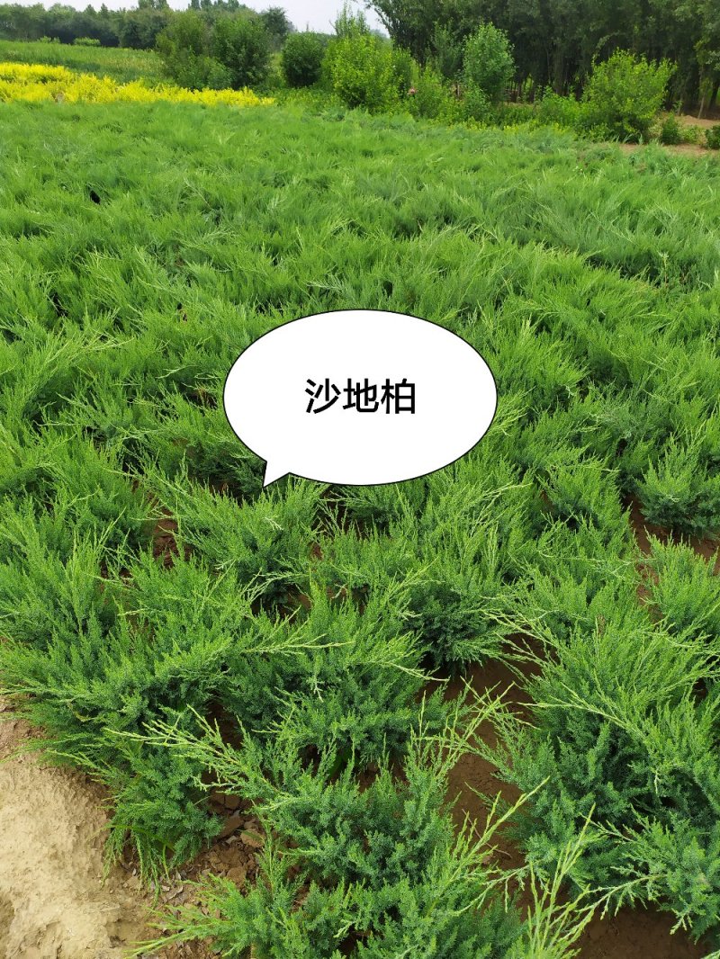 供应2020-3-20号，沙地柏40-60公分2个条以上