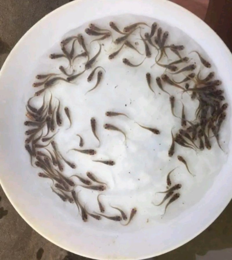 叉尾鱼苗斑点鮰鱼苗苗场直供包成活包技术