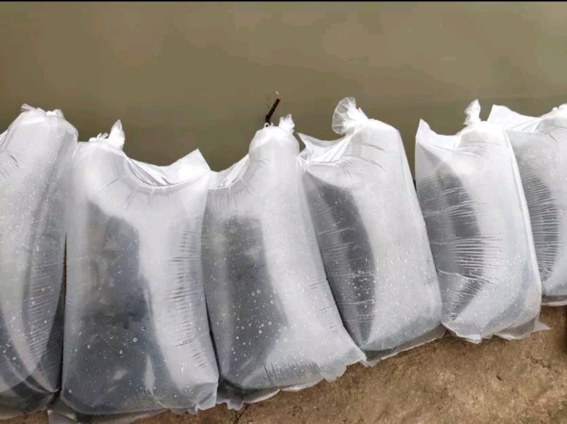 叉尾鱼苗斑点鮰鱼苗苗场直供包成活包技术