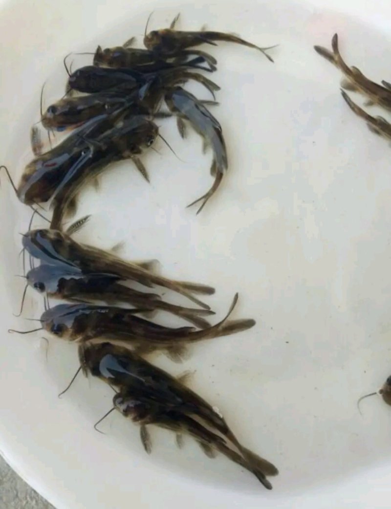叉尾鱼苗斑点鮰鱼苗苗场直供包成活包技术