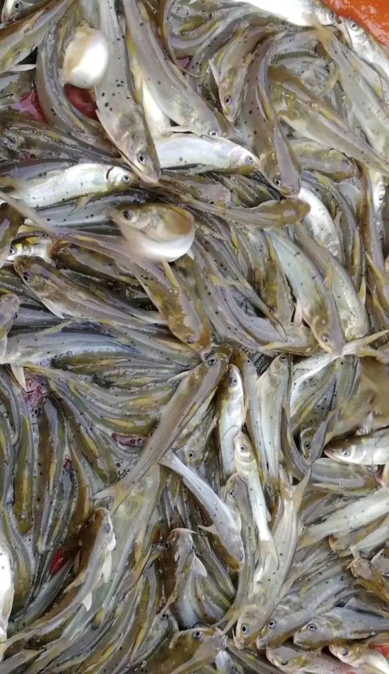 叉尾鱼苗斑点鮰鱼苗苗场直供包成活包技术