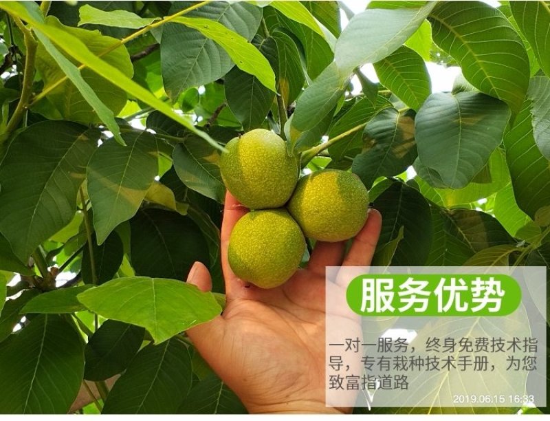 红皮核桃苗改良新品种脱毒育苗红皮薄皮卖疯了包邮