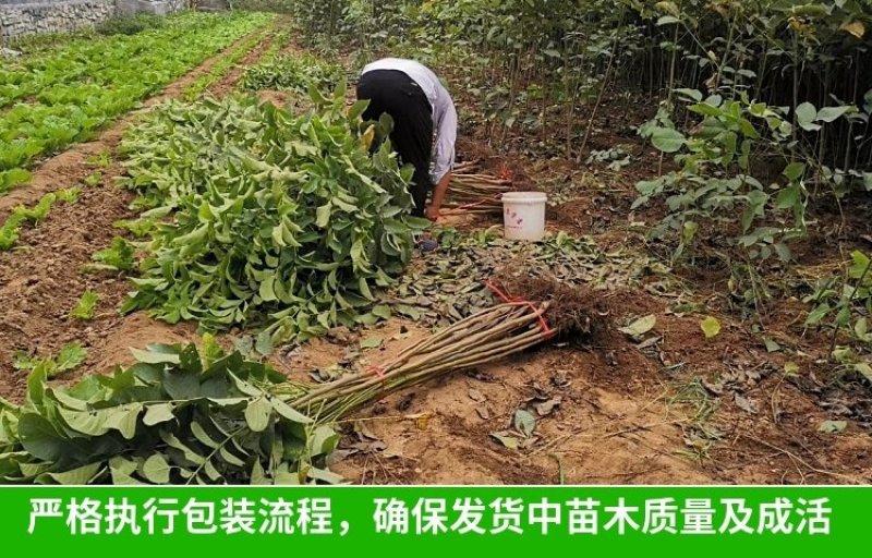红皮核桃苗改良新品种脱毒育苗红皮薄皮卖疯了包邮