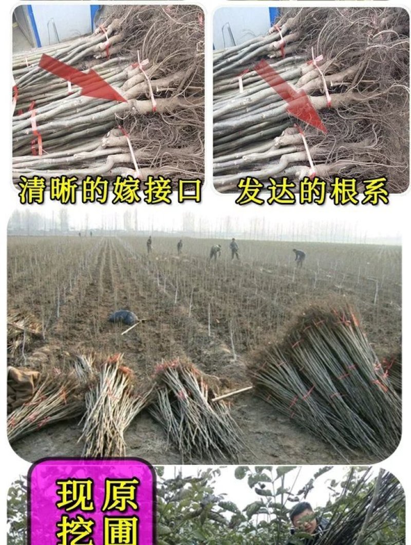 红皮核桃苗改良新品种脱毒育苗红皮薄皮卖疯了包邮