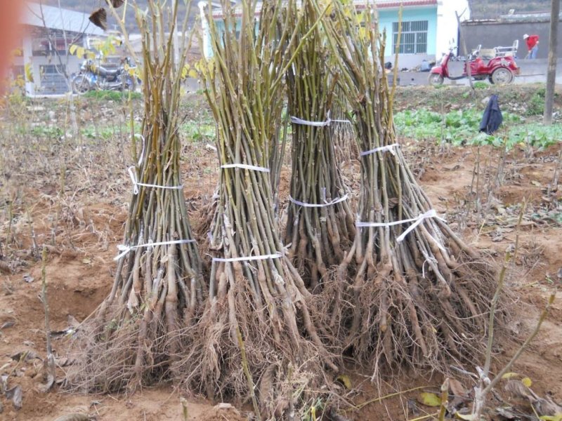 红皮核桃苗改良新品种脱毒育苗红皮薄皮卖疯了包邮