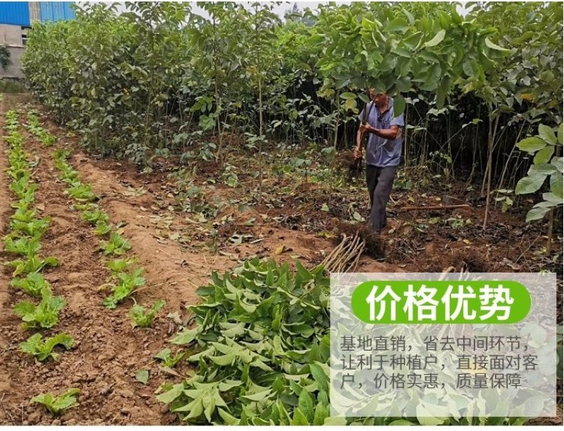 红皮核桃苗改良新品种脱毒育苗红皮薄皮卖疯了包邮