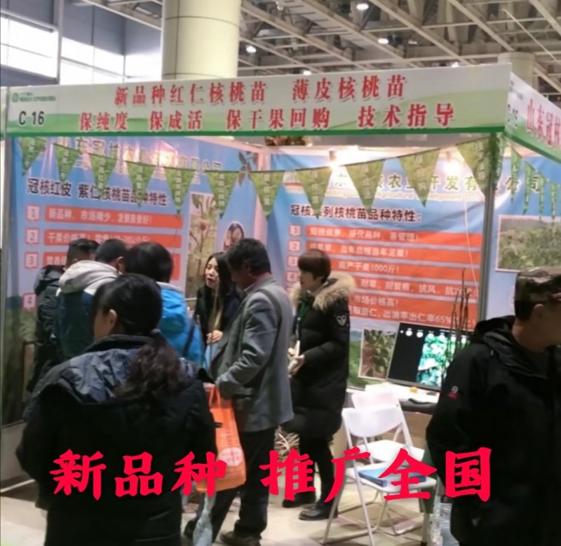 红皮核桃苗改良新品种脱毒育苗红皮薄皮卖疯了包邮