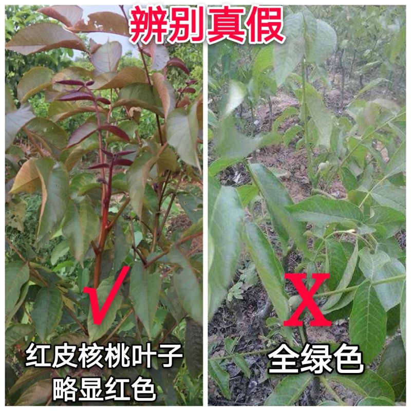 红皮核桃苗改良新品种脱毒育苗红皮薄皮卖疯了包邮