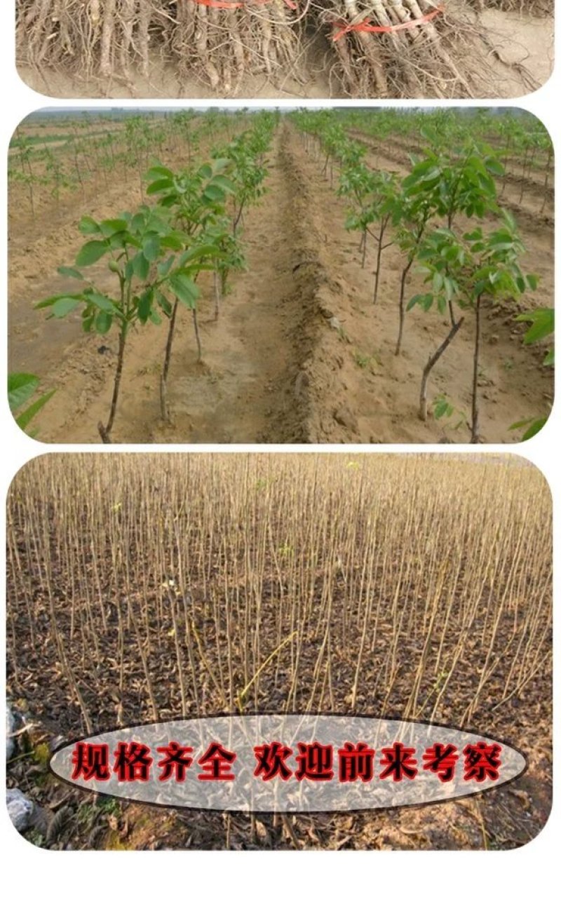 红皮核桃苗改良新品种脱毒育苗红皮薄皮卖疯了包邮