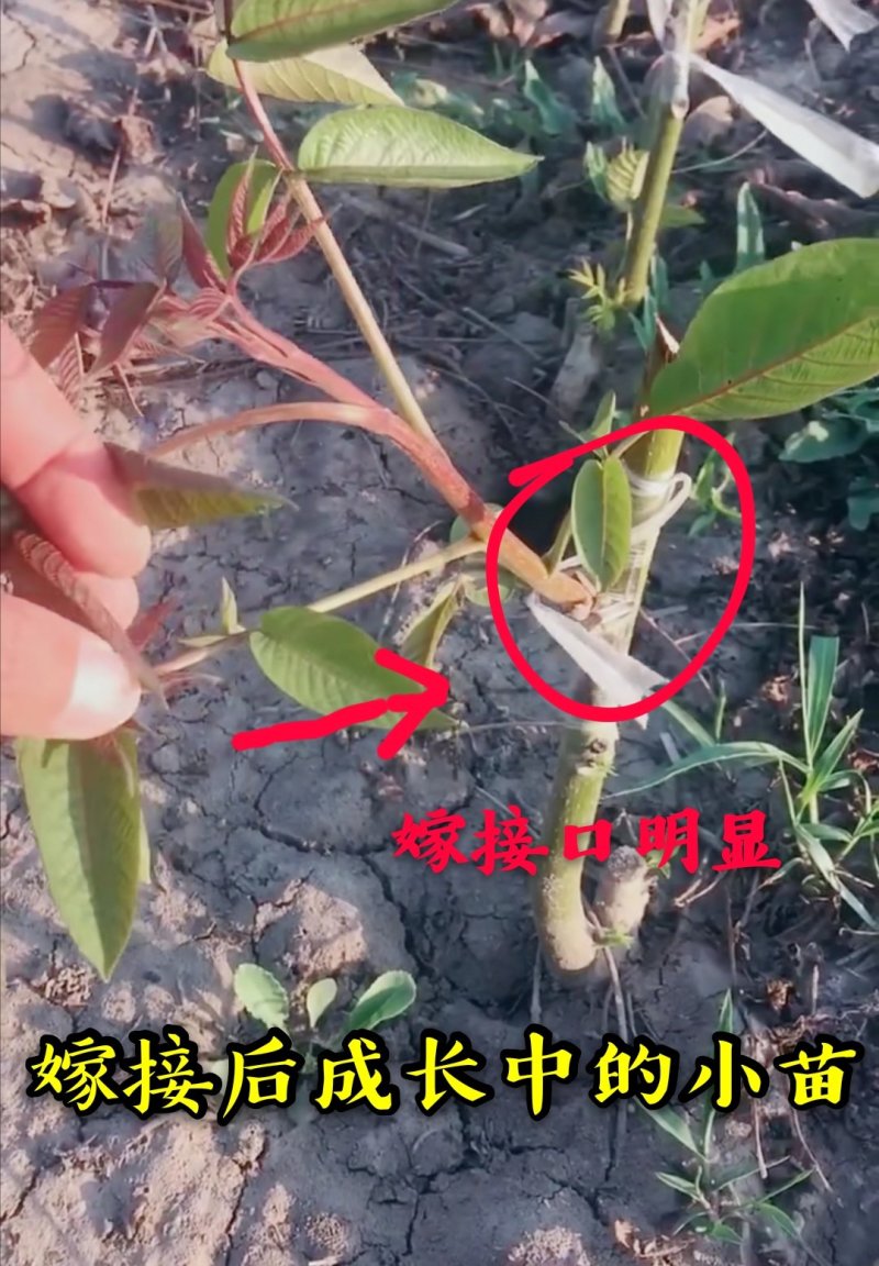 红皮核桃苗改良新品种脱毒育苗红皮薄皮卖疯了包邮