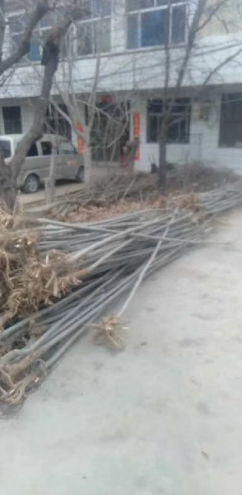 美国红枫苗自己基地培育，品种纯，价格优惠！