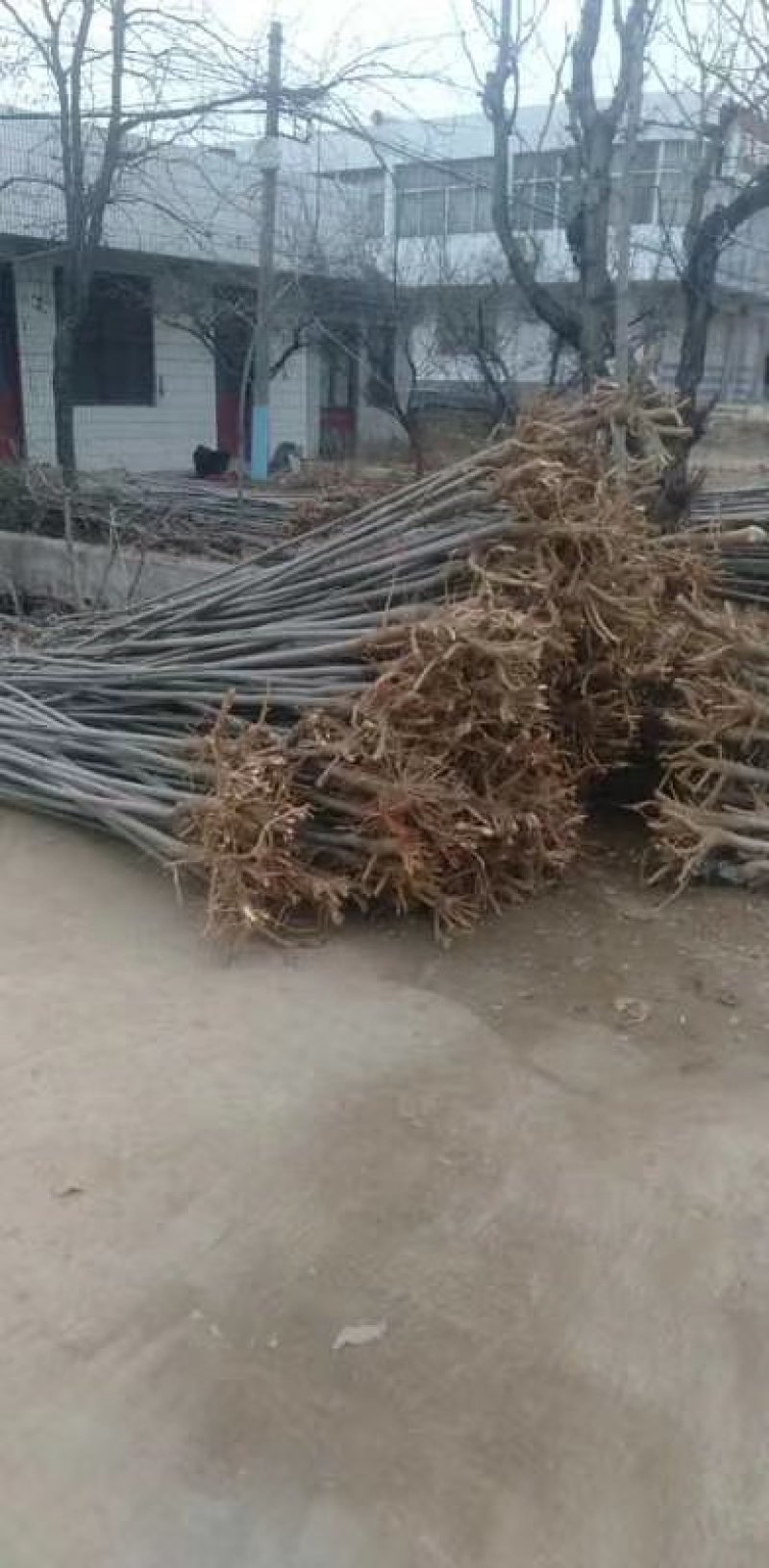美国红枫苗自己基地培育，品种纯，价格优惠！