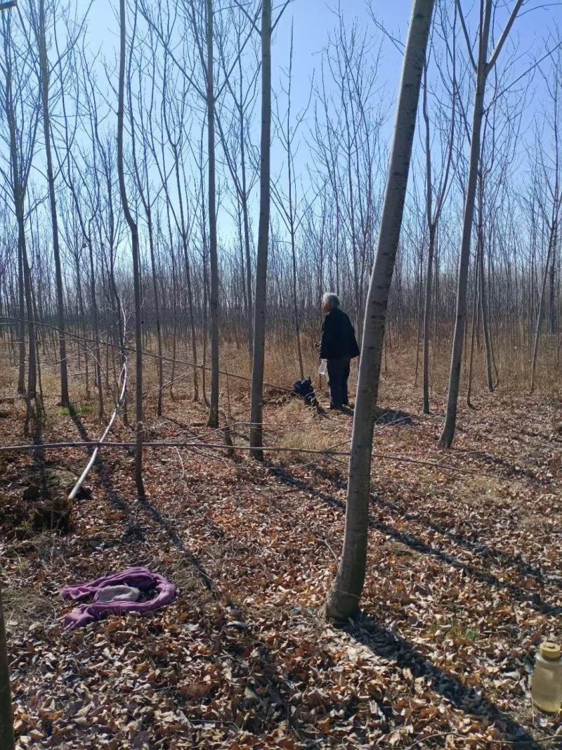 美国红枫苗自己基地培育，品种纯，价格优惠！
