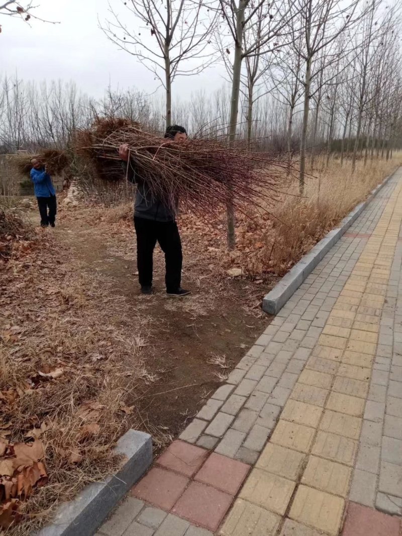 美国红枫苗自己基地培育，品种纯，价格优惠！