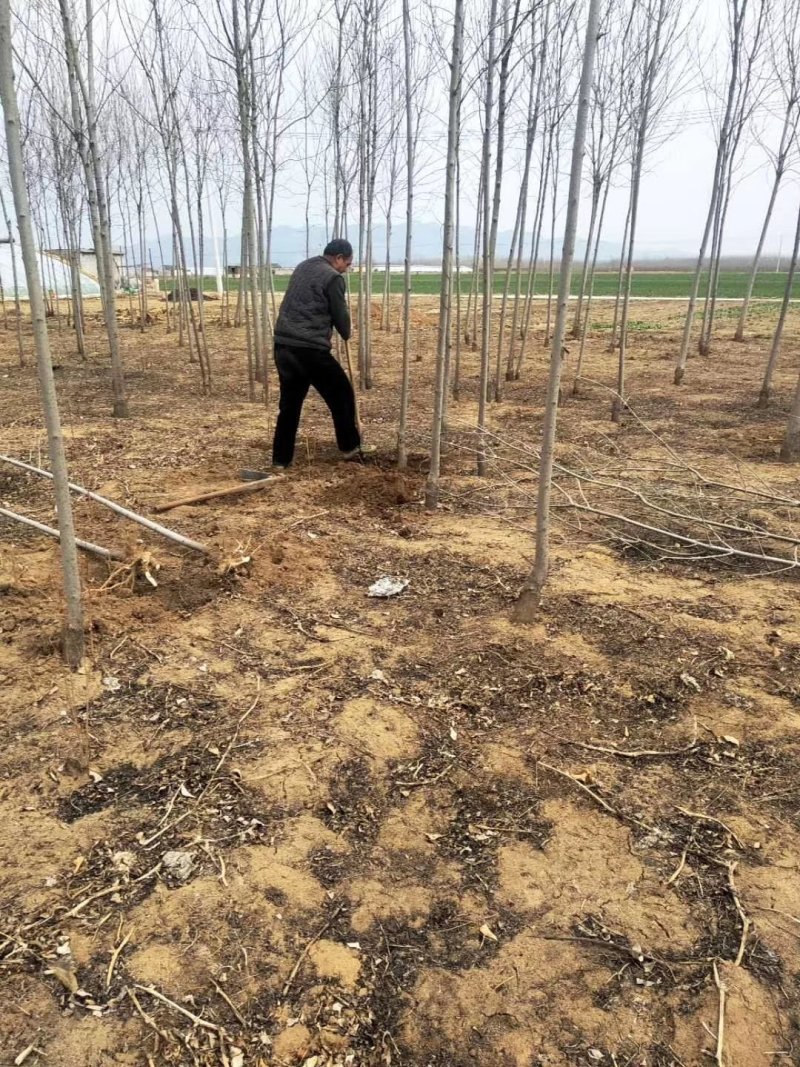 美国红枫苗自己基地培育，品种纯，价格优惠！